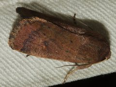 Proteuxoa porphyrescens