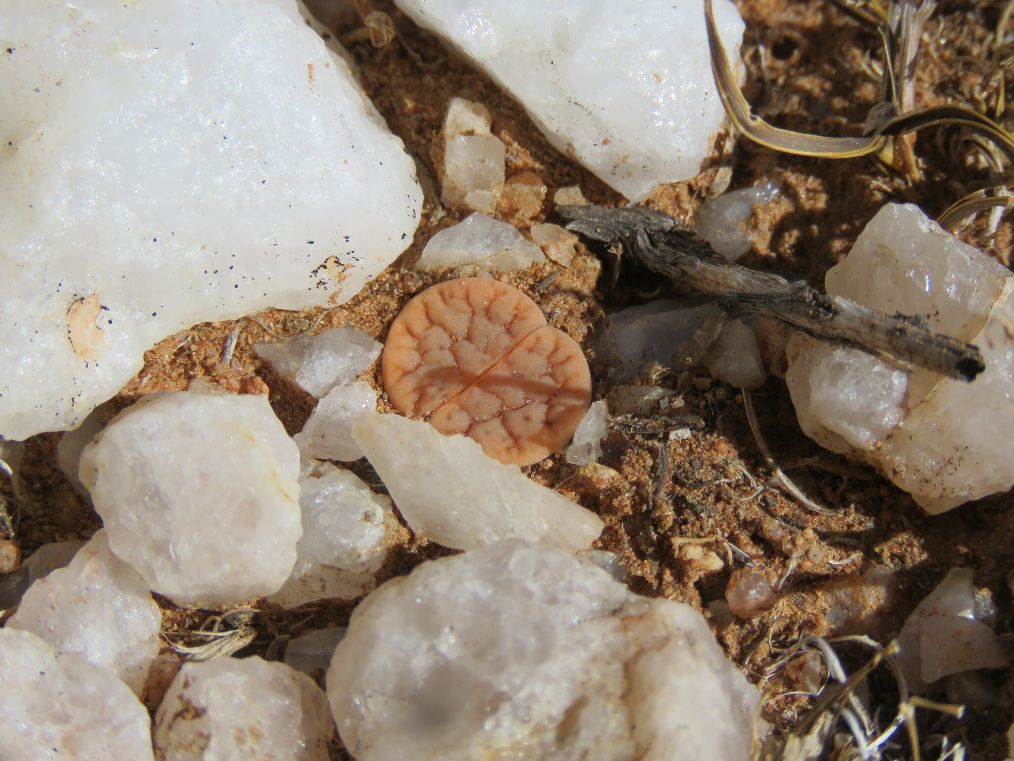 Imagem de pedras-vivas