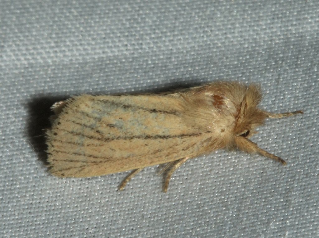 Bathytricha leonina
