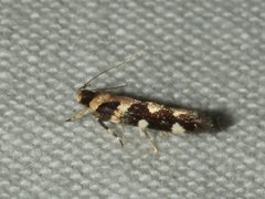 Macrobathra bigerella