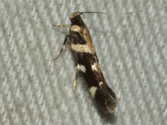 Macrobathra bigerella