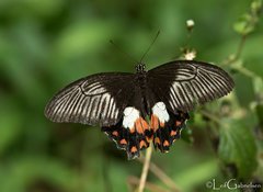 Papilio polytes alphenor