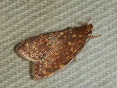 Syringoseca rhodoxantha