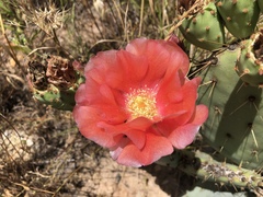 Opuntia × vaseyi