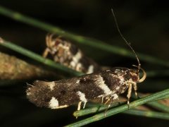 Macrobathra ceraunobola