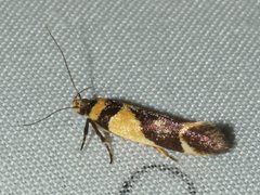 Macrobathra chrysotoxa