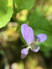 Viola labradorica