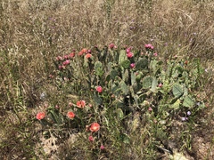 Opuntia × vaseyi