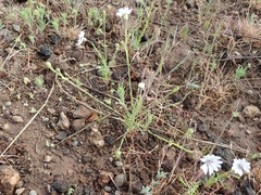 Blepharipappus scaber