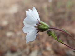 Blepharipappus scaber
