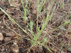 Blepharipappus scaber