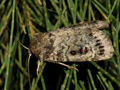 Proteuxoa rubripuncta