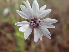 Blepharipappus scaber