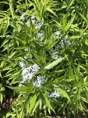 Amsonia tabernaemontana