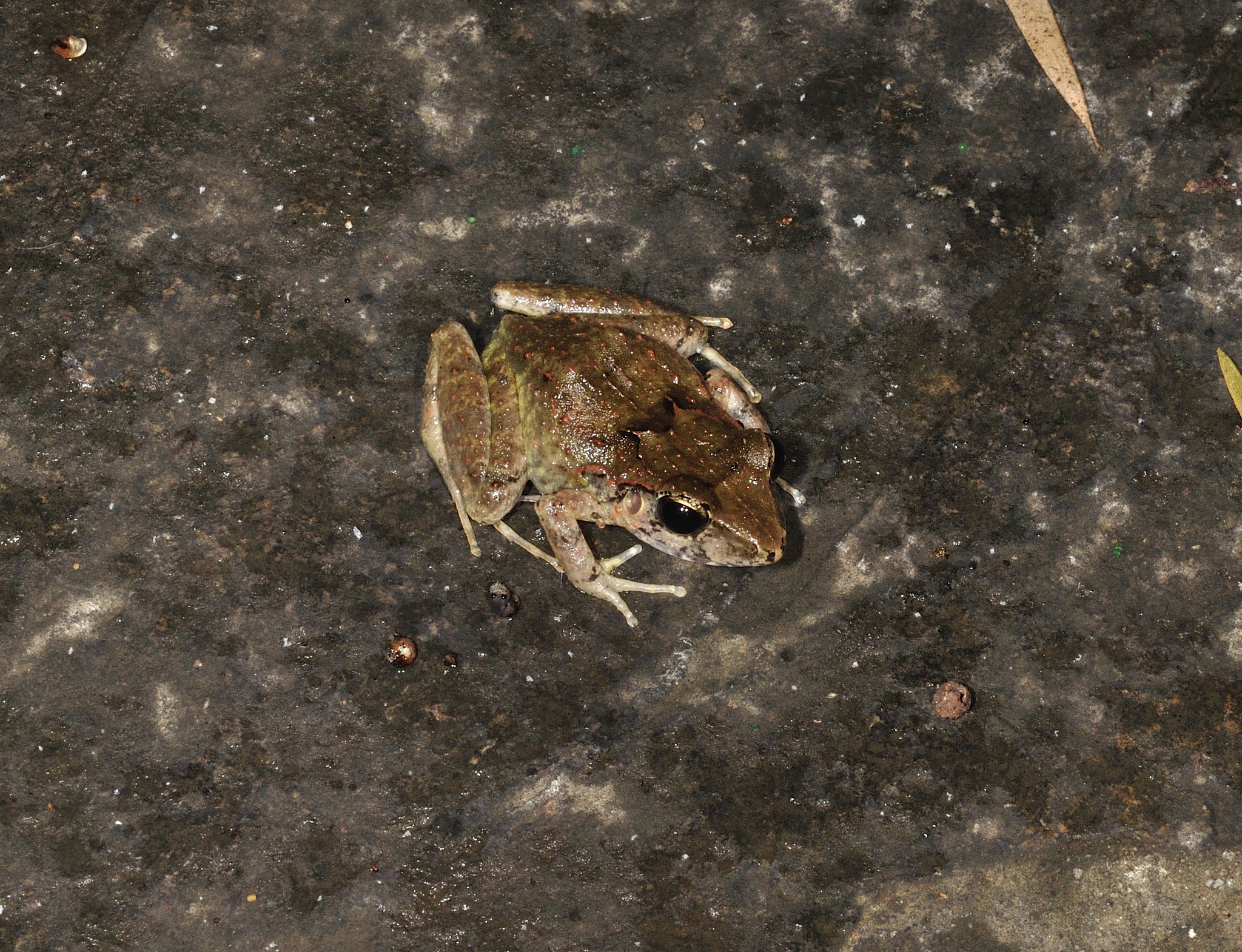 Cuban Streamside Frog photo 2