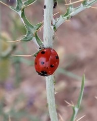 Coccinella algerica