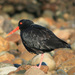Variable Oystercatcher - Photo (c) Andrew Barclay, some rights reserved (CC BY-NC-ND)