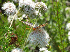 Euphydryas chalcedona chalcedona