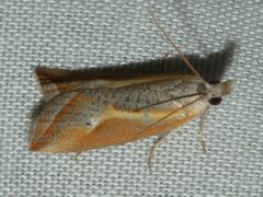 Arotrophora arcuatalis