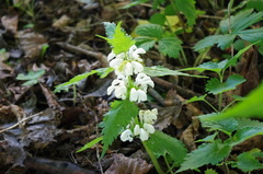 Lamium album