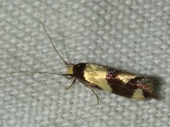 Opogona comptella