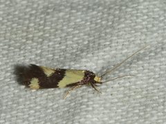 Opogona comptella