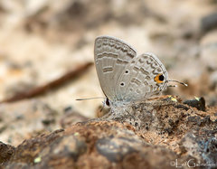 Catochrysops panormus