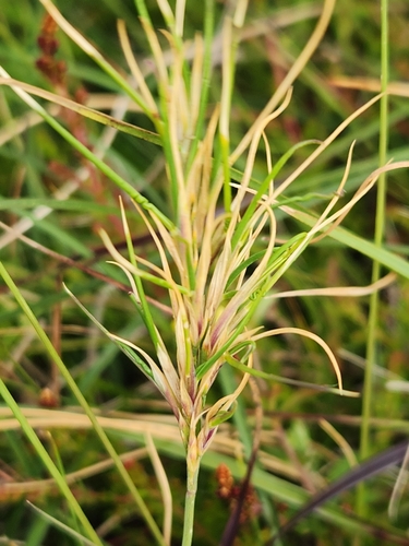 Image of Festuca vivipara by (c) Jo Roberts, some rights reserved (CC BY)