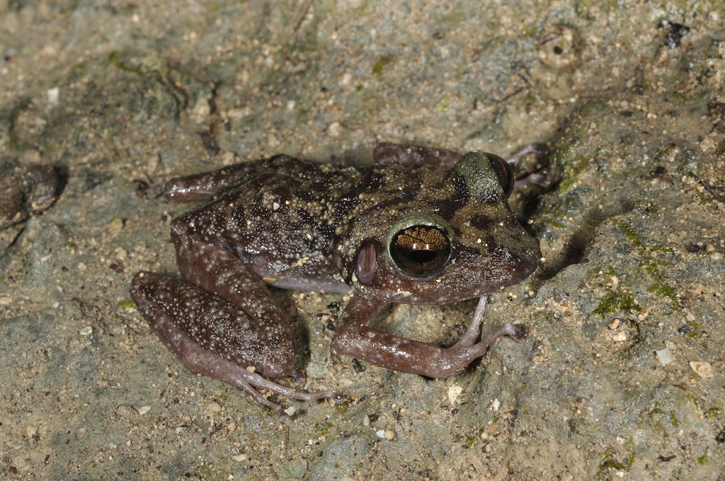 Cuban Giant Frog