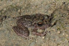Cuban Giant Frog photo 1
