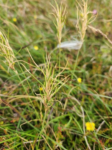 Image of Festuca vivipara by (c) Jo Roberts, some rights reserved (CC BY)