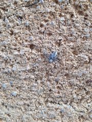 Oxyopes heterophthalmus