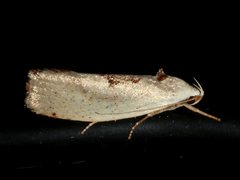 Tymbophora peltastis