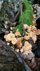 Galerina velutipes