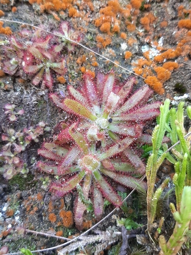 Drosera latifolia (Drosera latifolia)
