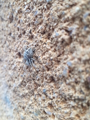 Oxyopes heterophthalmus