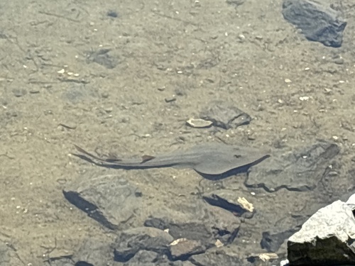 Foto de Guitarra pinta (Pseudobatos productus)