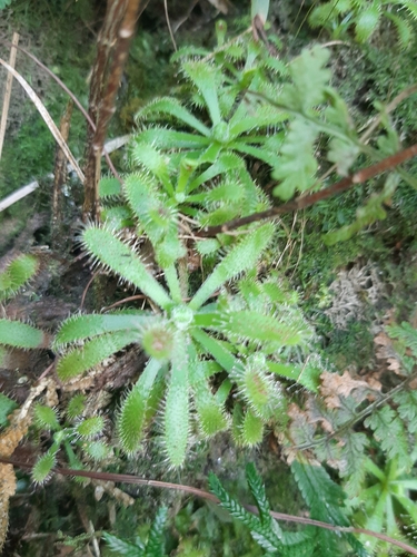 Drosera latifolia (Drosera latifolia)