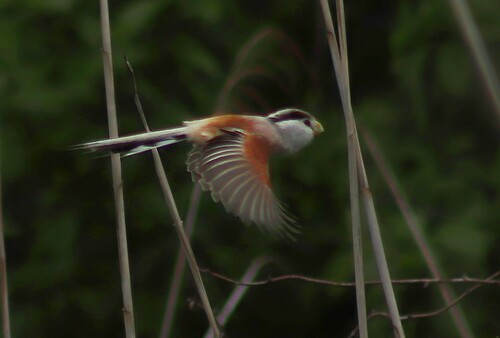 Reed Parrotbill (Paradoxornis heudei), photo 6