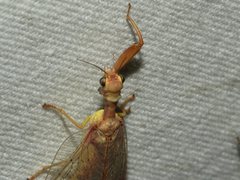 Ditaxis meridiei