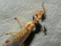 Ditaxis meridiei