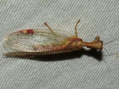 Ditaxis meridiei