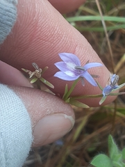 Downingia elegans