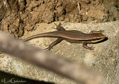 Eutropis lapulapu