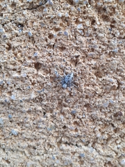 Oxyopes heterophthalmus