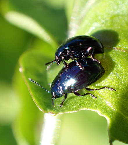 Watercress Beetle