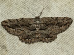 Scioglyptis canescaria