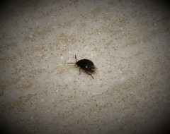 Spermophagus sericeus