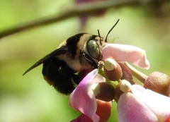 Centris flavofasciata