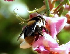 Centris flavofasciata